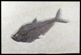 Huge Diplomystus Fish Fossil - Wyoming #60984-1